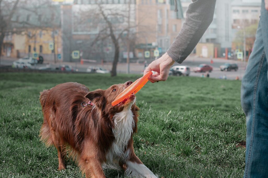 hond eet plastic